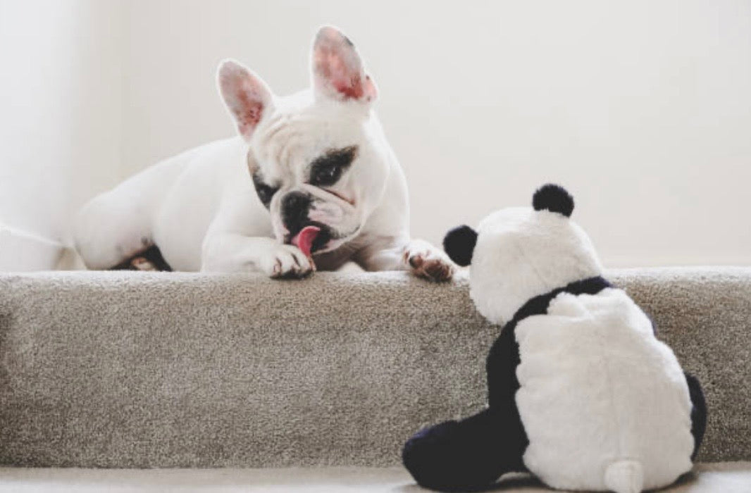Pourquoi mon chien lèche ses pattes sans arrêt ? Causes et solutions naturelles