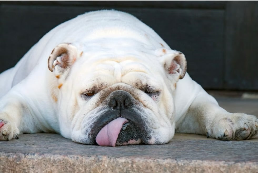 Maladies de peau du Bouledogue 🐶 : Guide complet des soins naturels 🌿