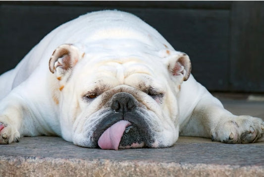 Maladies de peau du Bouledogue 🐶 : Guide complet des soins naturels 🌿