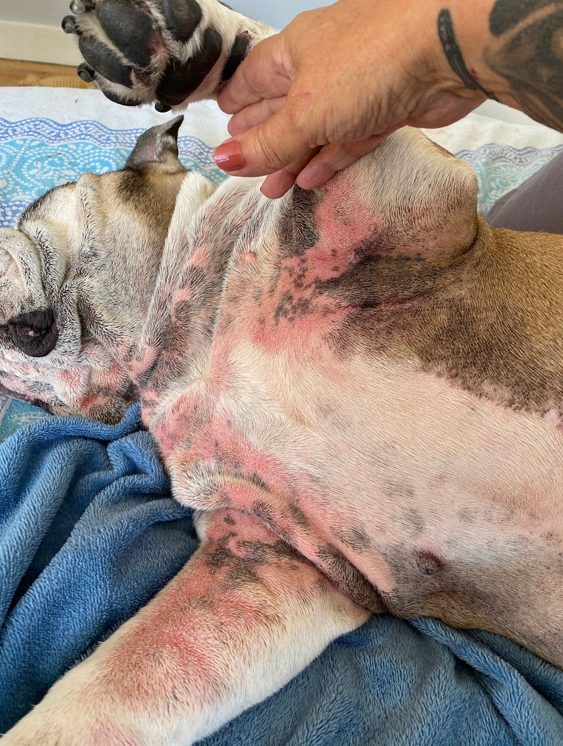 Misstinguett bulldog anglaise dermatite atopique soins naturels
