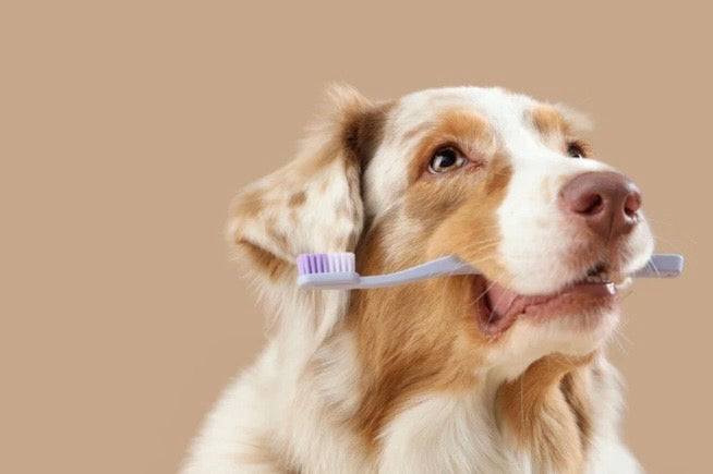 🦷 Hygiène dentaire naturelle pour chien et chat : Le guide complet pour un sourire éclatant !