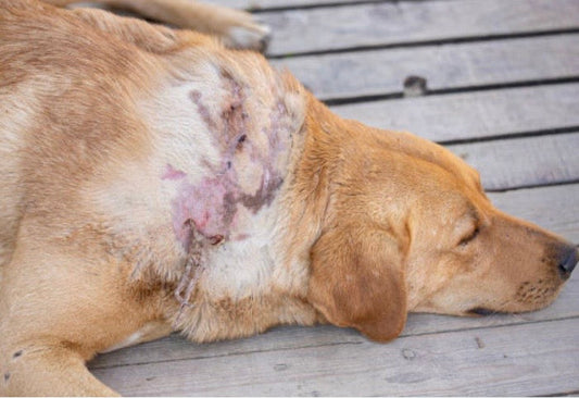 La démodécie canine : tout savoir sur la "gale rouge" du chien