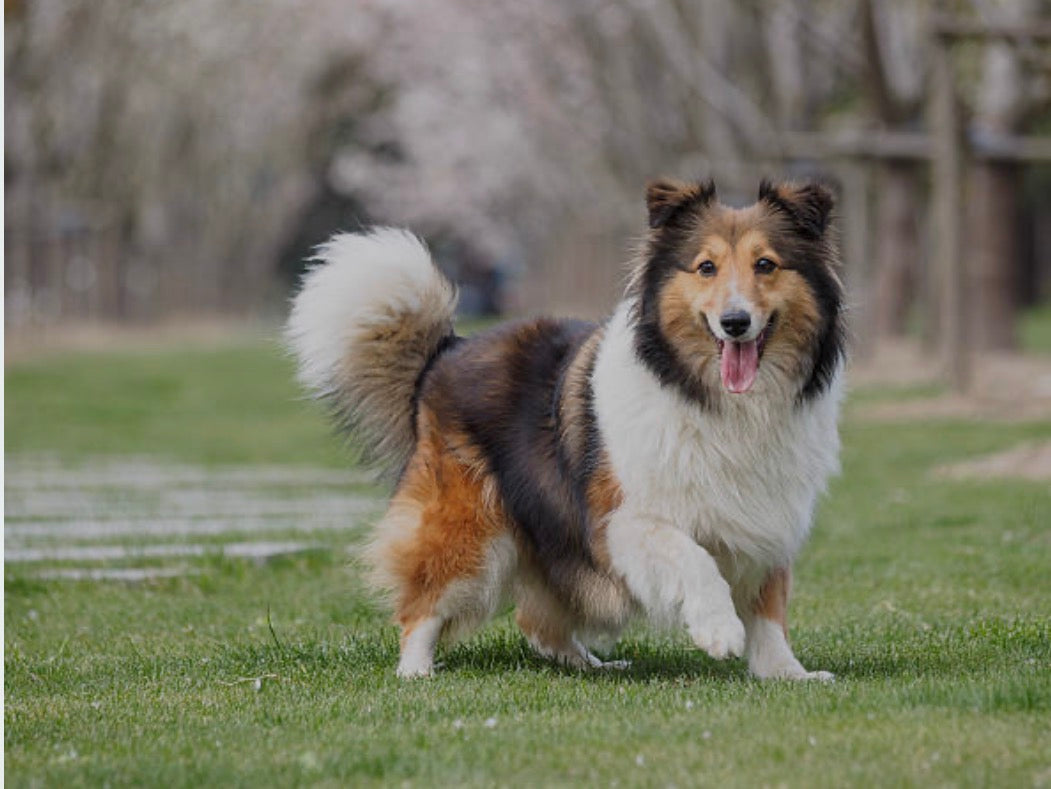 Oméga-3 pour chien : pourquoi c'est essentiel pour la santé de sa peau