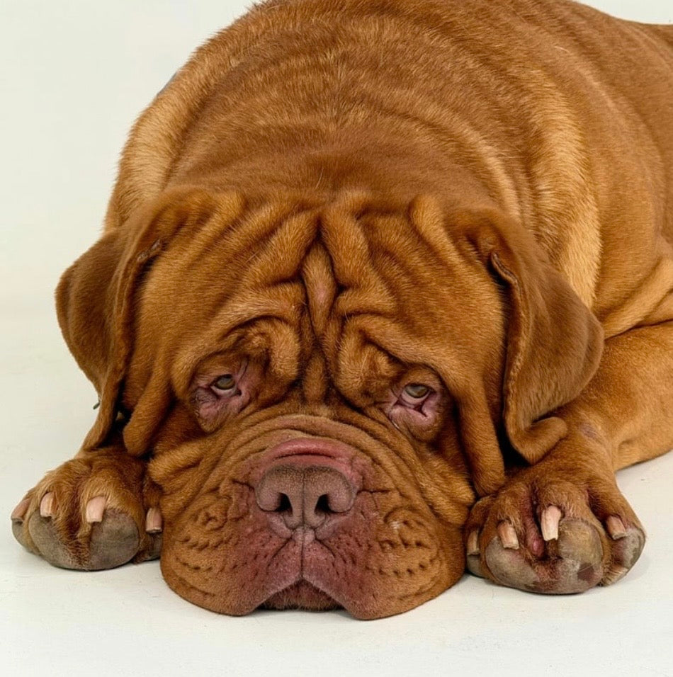🕵️‍♂️ Gale ou Teigne : Comment faire la différence chez mon chien ? 🐾
