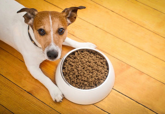 Peau sèche chez le chien : et si c'était son alimentation ?