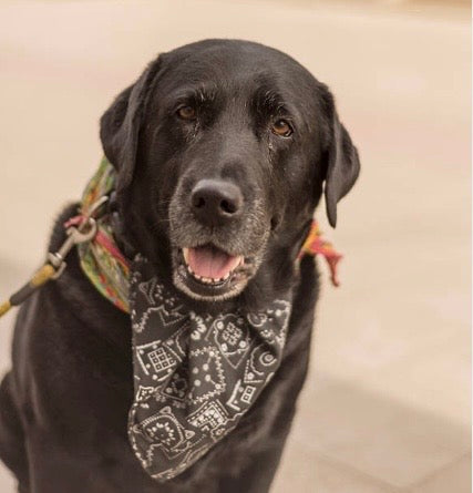 Labrador et peau sensible : causes et soins naturels efficaces