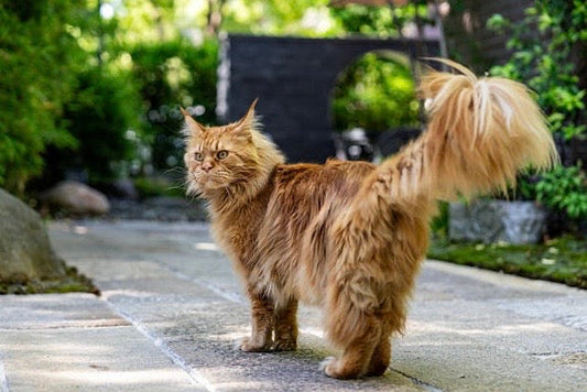🦁 Maine Coon : Les secrets d’un pelage de roi (sans les nœuds !)