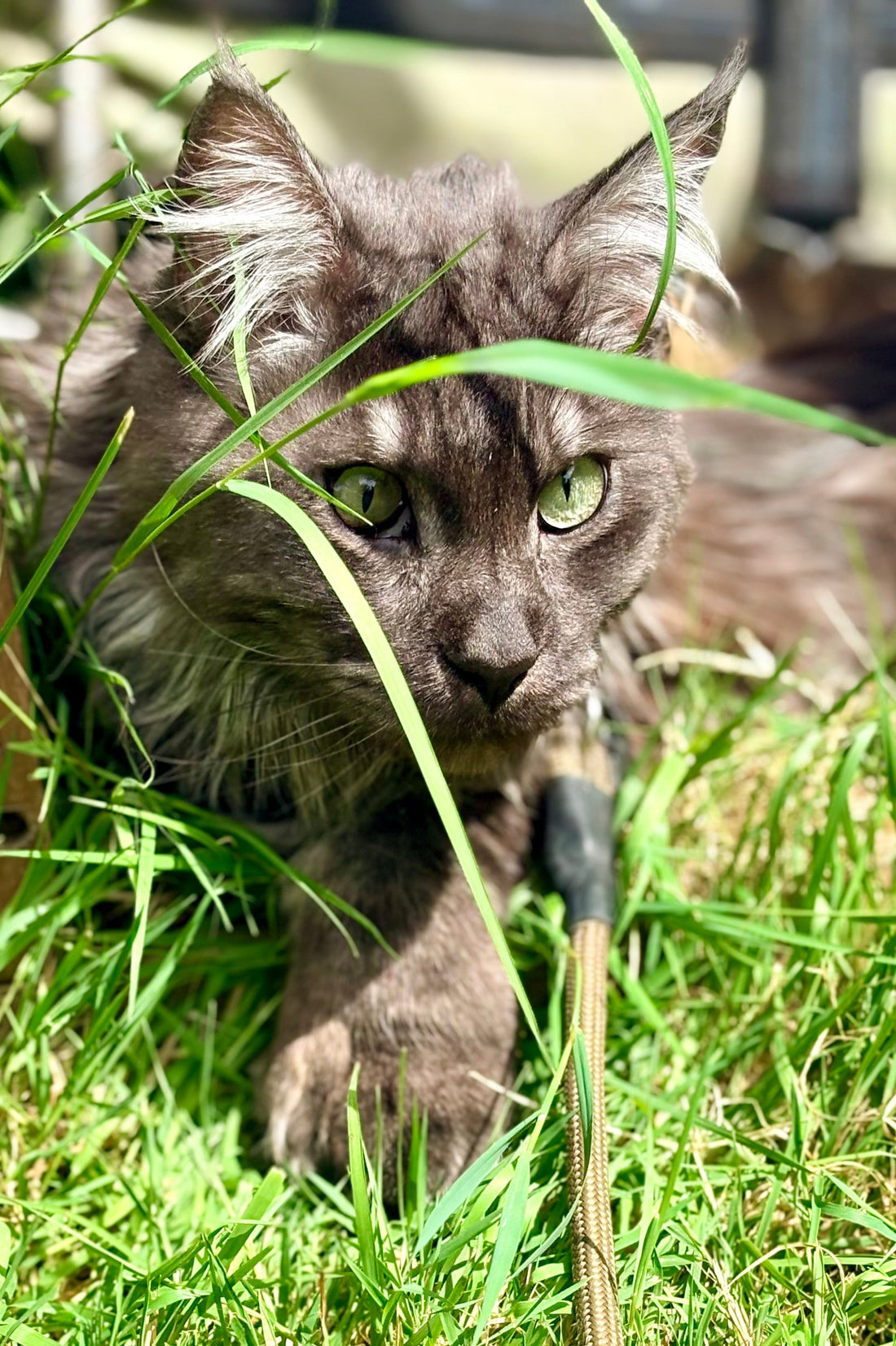 Maine Coon Black Smoke yeux vert dans l'herbe