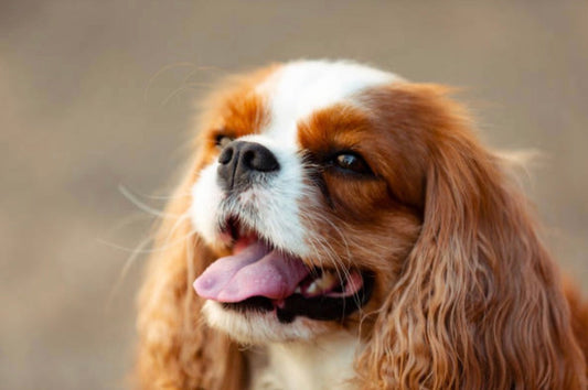 Pellicules sur votre chiot Cavalier King Charles : causes naturelles et soins doux pour y remédier
