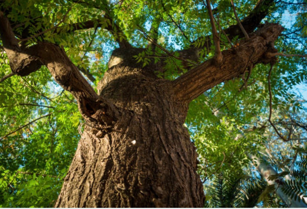 Le Margousier (Neem) : L'Or Vert du Soin Animalier 🌿💚