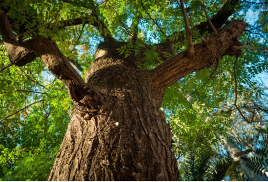 Le Margousier (Neem) : L'Or Vert du Soin Animalier 🌿💚