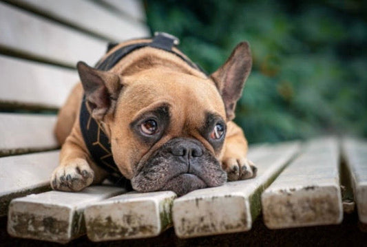 🐶 Bouledogue Français : Comment dompter ses problèmes de peau ? 🛡️✨
