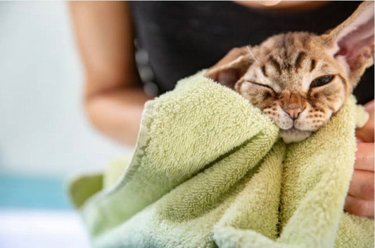 🐈 Laver son chat : Guide de survie et soins au naturel ✨