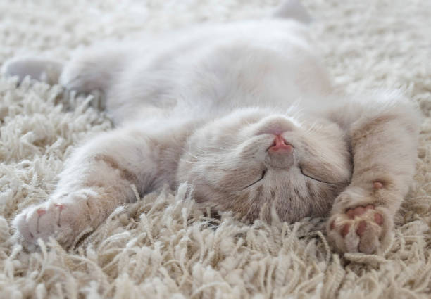 🧶 SOS Nœuds : Comment enlever les bourres de poils de mon chat ? 🐈