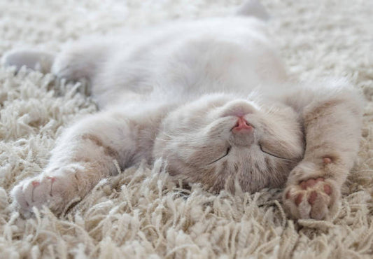 🧶 SOS Nœuds : Comment enlever les bourres de poils de mon chat ? 🐈