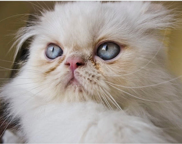 🐱 Pelade du chat : Comprendre et apaiser la perte de poils au naturel ✨