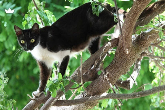 Mon chat rentre toujours avec des blessures : les 3 réflexes à avoir pour limiter le danger