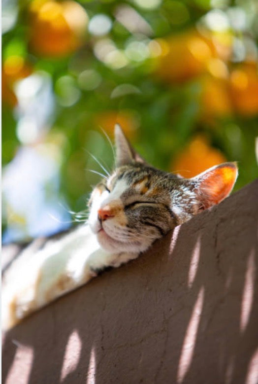 Comment rafraîchir son chat en été ? Nos astuces pour le protéger de la chaleur