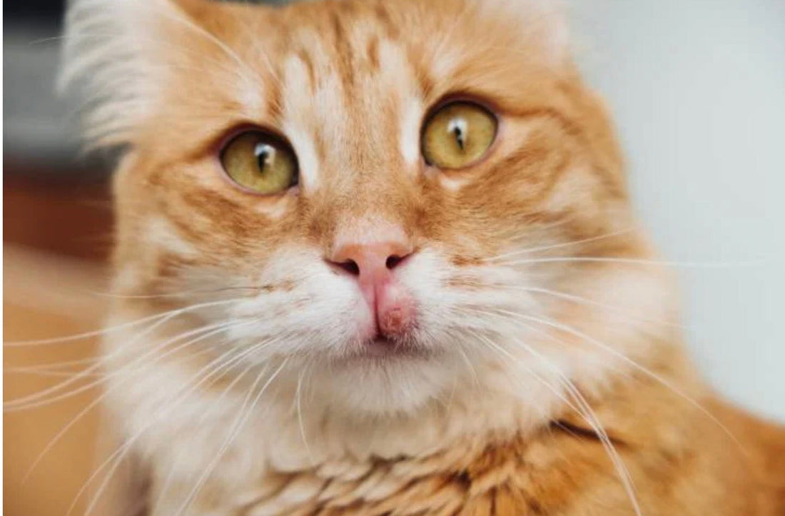 Le complexe granulome éosinophile chez le chat : causes, symptômes et soins naturels