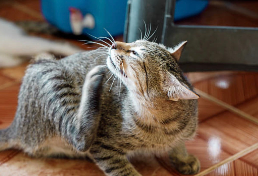 Mon chat se gratte l'oreille constamment : causes naturelles et solutions