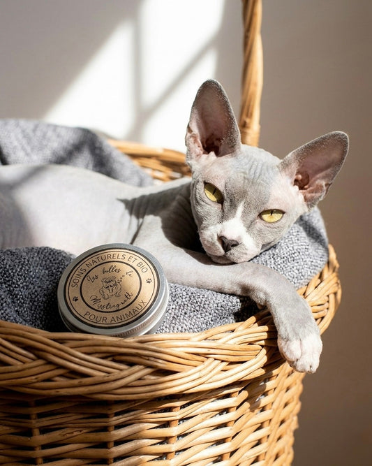 📝Coups de soleil chez le chien et le chat : Comment protéger et réparer leur peau naturellement ?🐶🐱🐴