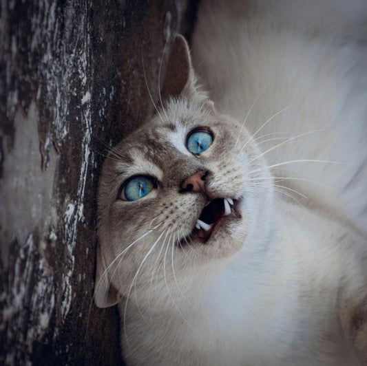 L’alopécie du chat : 2 solutions naturelles pour remédier à la dépilation des félins