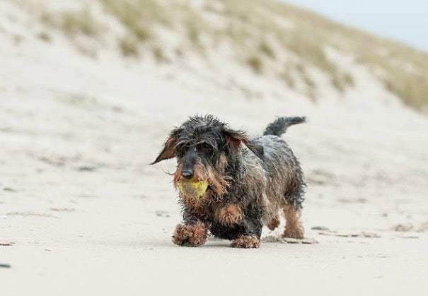Petit chien de race TeckePetit chien Teckel à poil dur sur une plage de sable, nécessitant un rinçage après la baignade.