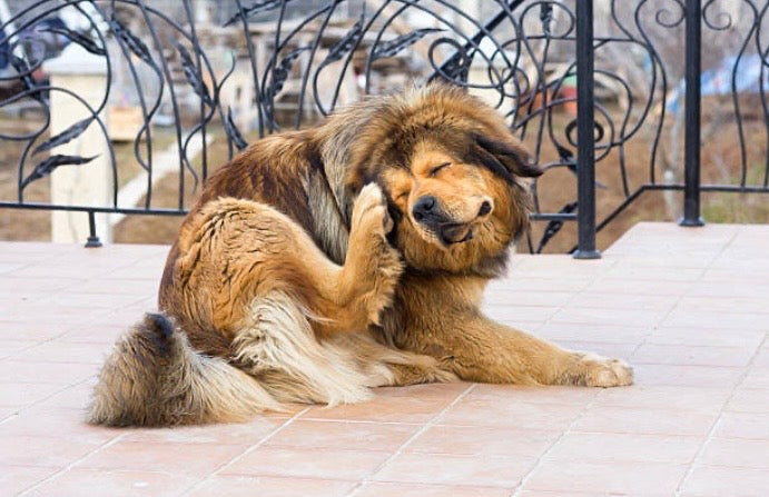 😫 Mon chien se gratte et se mordille : que faire ?