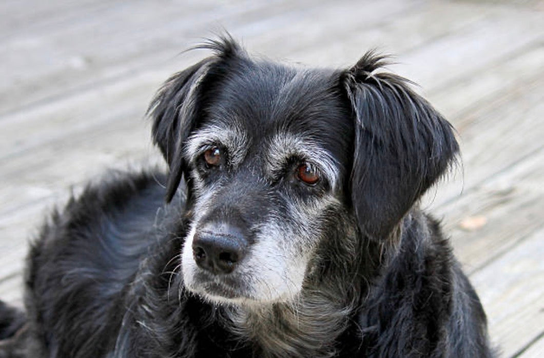 🐾 Mon chien souffre d’arthrose : comment l’aider naturellement ?🦴