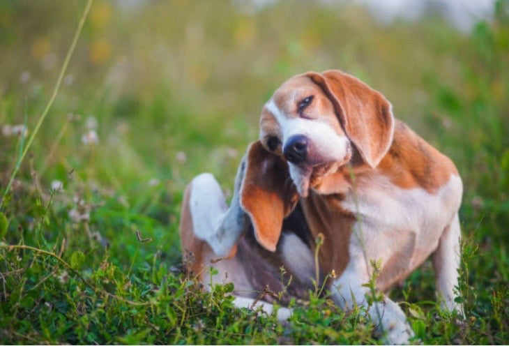 Comment protéger nos compagnons (et nos jardins) naturellement ? ️