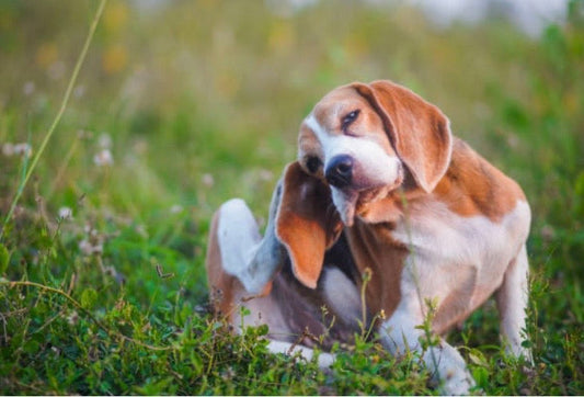 Comment protéger nos compagnons (et nos jardins) naturellement ? ️