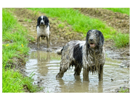 Résine, odeurs fortes et pattes sales : comment gérer les « urgences » de retour de balade ? 🐾🌿