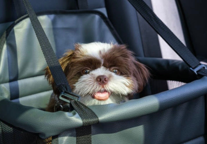 Voyager avec un chiot de 3 mois : une aventure possible qui s'organise ! 🚗🐶
