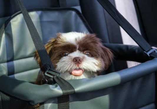 Voyager avec un chiot de 3 mois : une aventure possible qui s'organise ! 🚗🐶