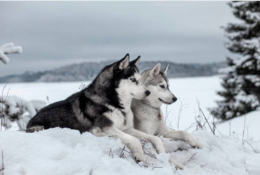 Husky Sibérien : comment prendre soin de sa peau sous le double manteau