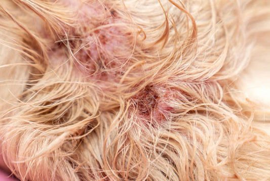 Mon chien a des croûtes sur la peau : le rôle souvent ignoré de la nourriture
