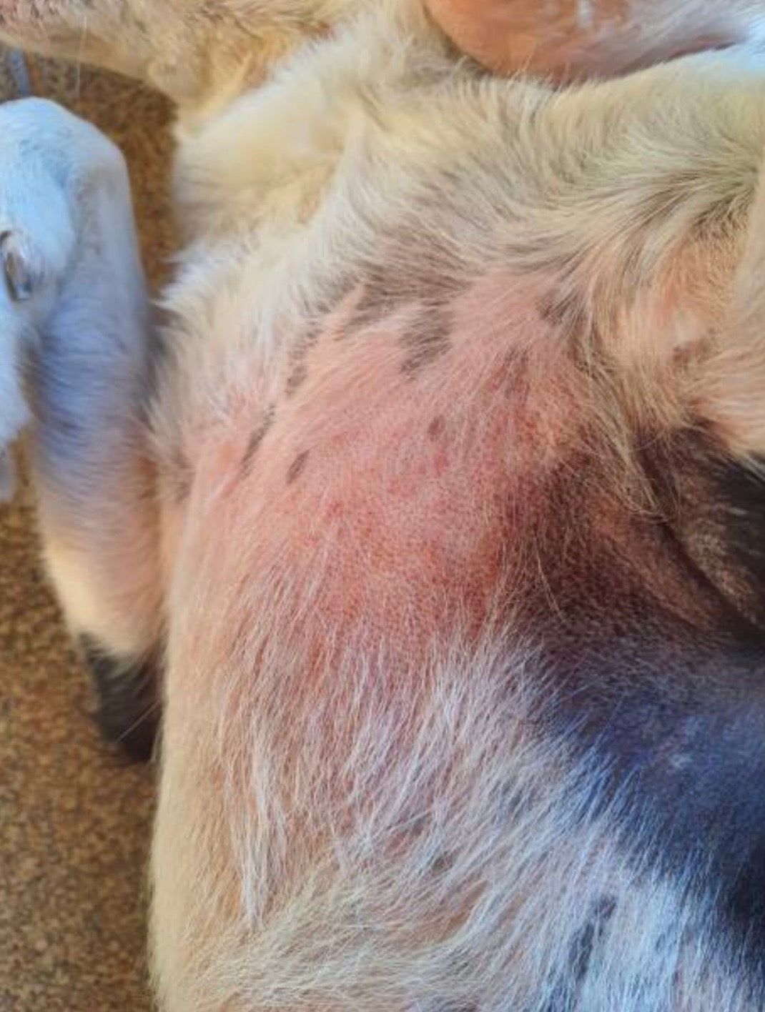 Dermatite atopique du chien : Comment apaiser naturellement les crises et réparer la peau ?