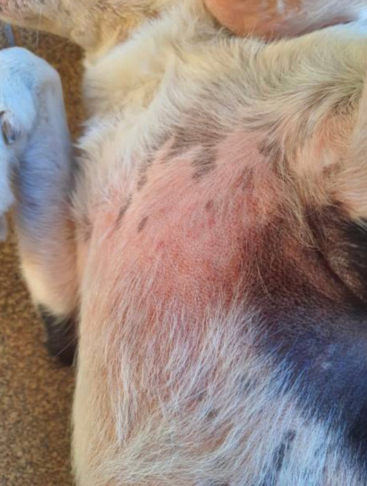 Dermatite atopique du chien : Comment apaiser naturellement les crises et réparer la peau ?