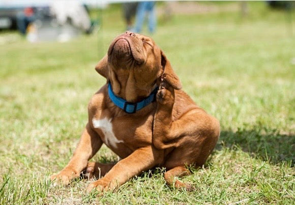 🛡️ Adieu les puces ! 3 remèdes naturels pour libérer votre chien des produits toxiques 🌿🚫
