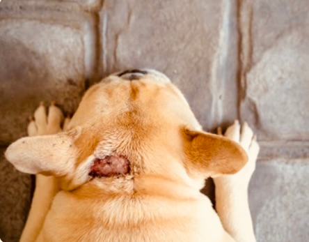 Hot spot chien : traitement naturel efficace et rapide