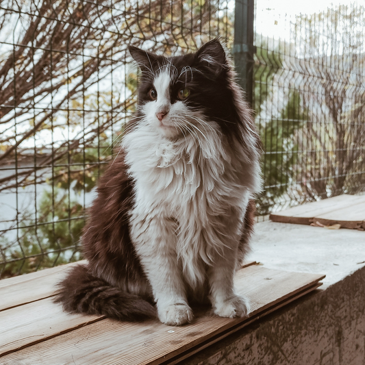 Comment faire pour qu’un chat perde moins ses poils ?