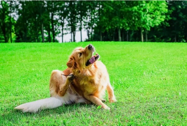 Tiques et puces au printemps : comment protéger son animal naturellement