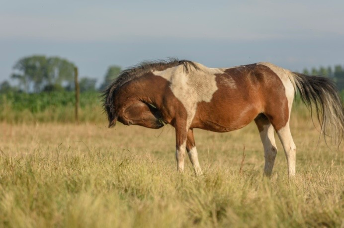 Traitement naturel de la dermite estivale récidivante du cheval : le guide complet