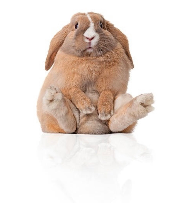 Soins naturels pour lapin et cobaye : comment prendre soin de la peau de vos NAC ?
