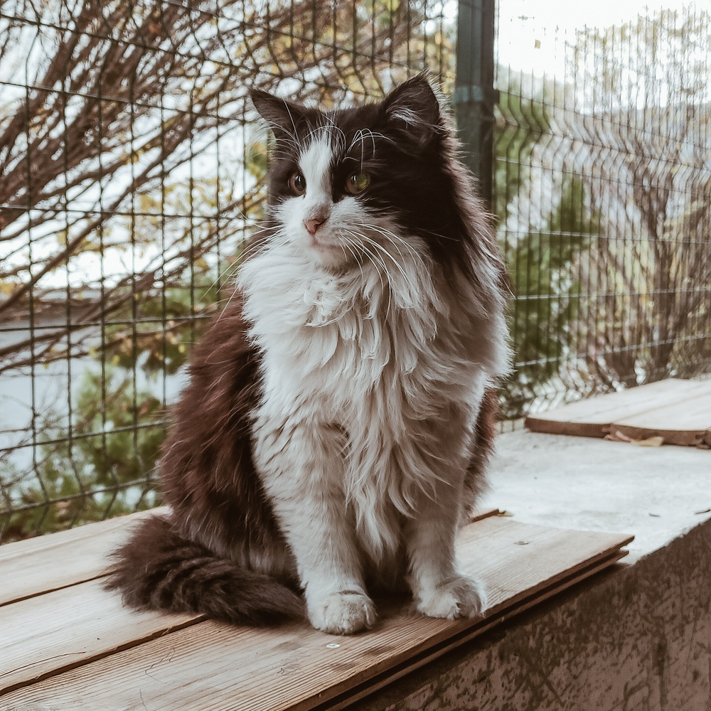 Comment faire pour qu’un chat perde moins ses poils ?