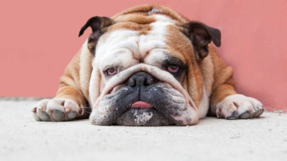 Nettoyer les plis de peau du bulldog et du carlin : guide complet soins naturels