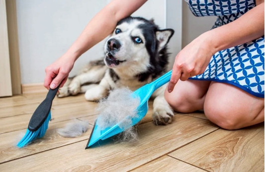 Mon chien perd ses poils au printemps : comment l'aider naturellement ?
