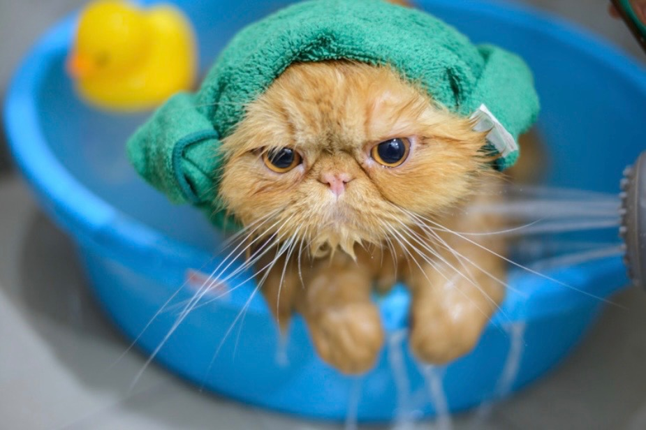 Comment laver son chat sans le stresser : guide complet et soins naturels