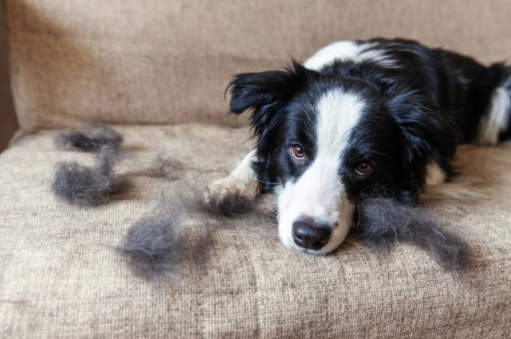 Mon chien perd ses poils de façon excessive : causes et remèdes naturels