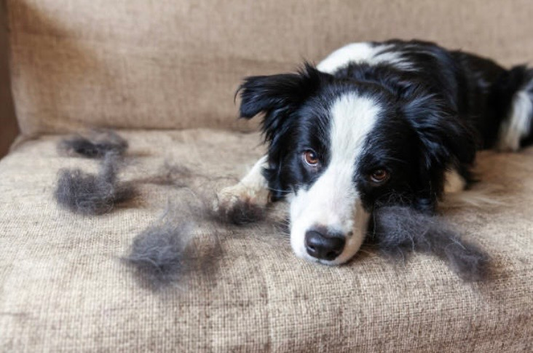 Mon chien perd ses poils de façon excessive : causes et remèdes naturels